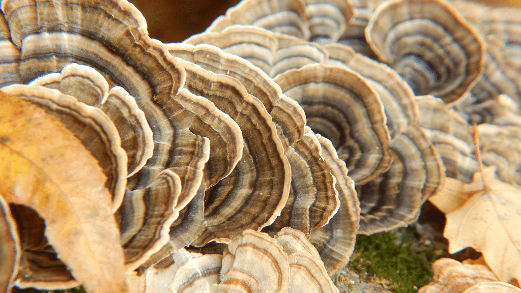 Turkey tail clearance mushroom dog lymphoma